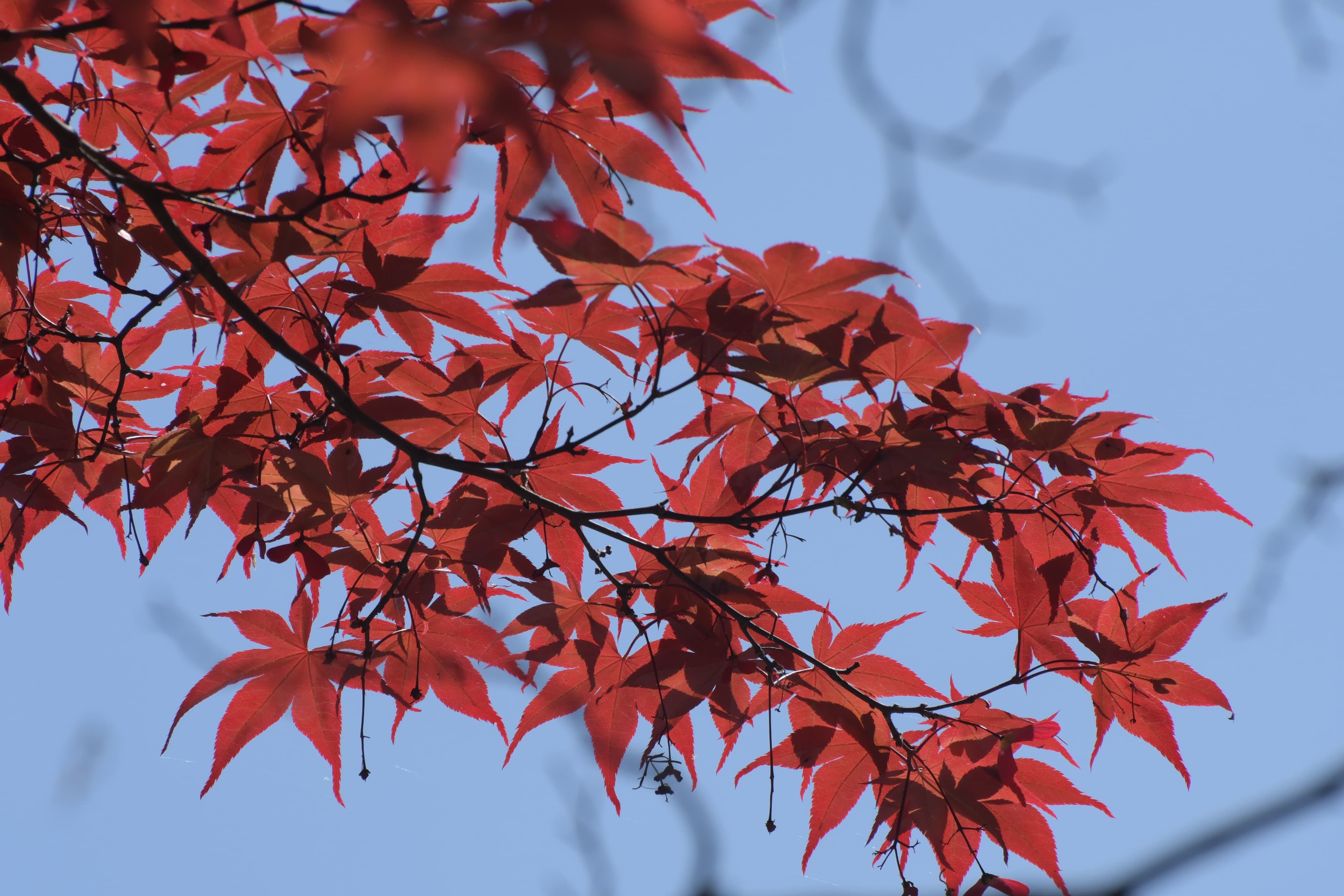 Automne suspendu