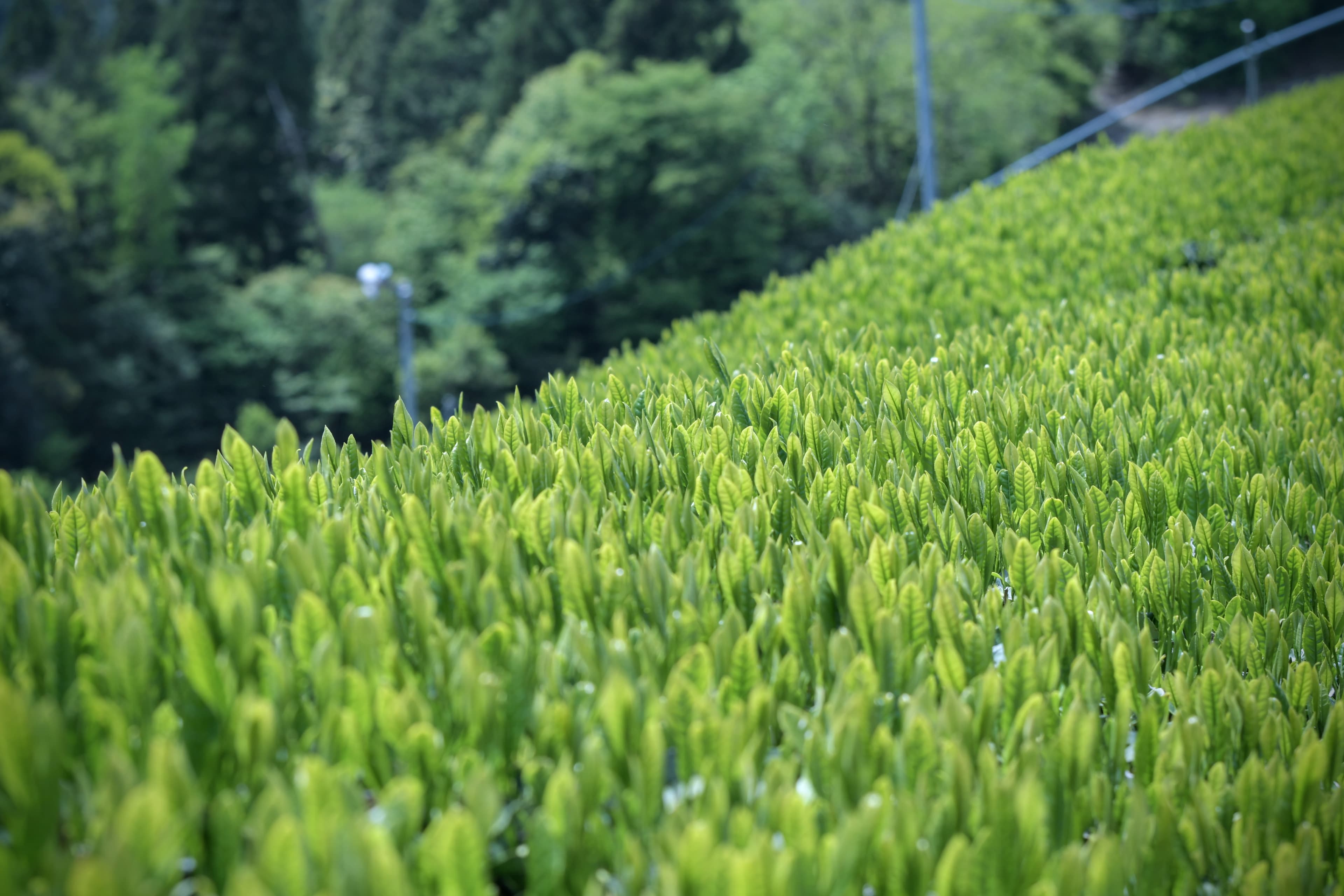 Plantation de thé