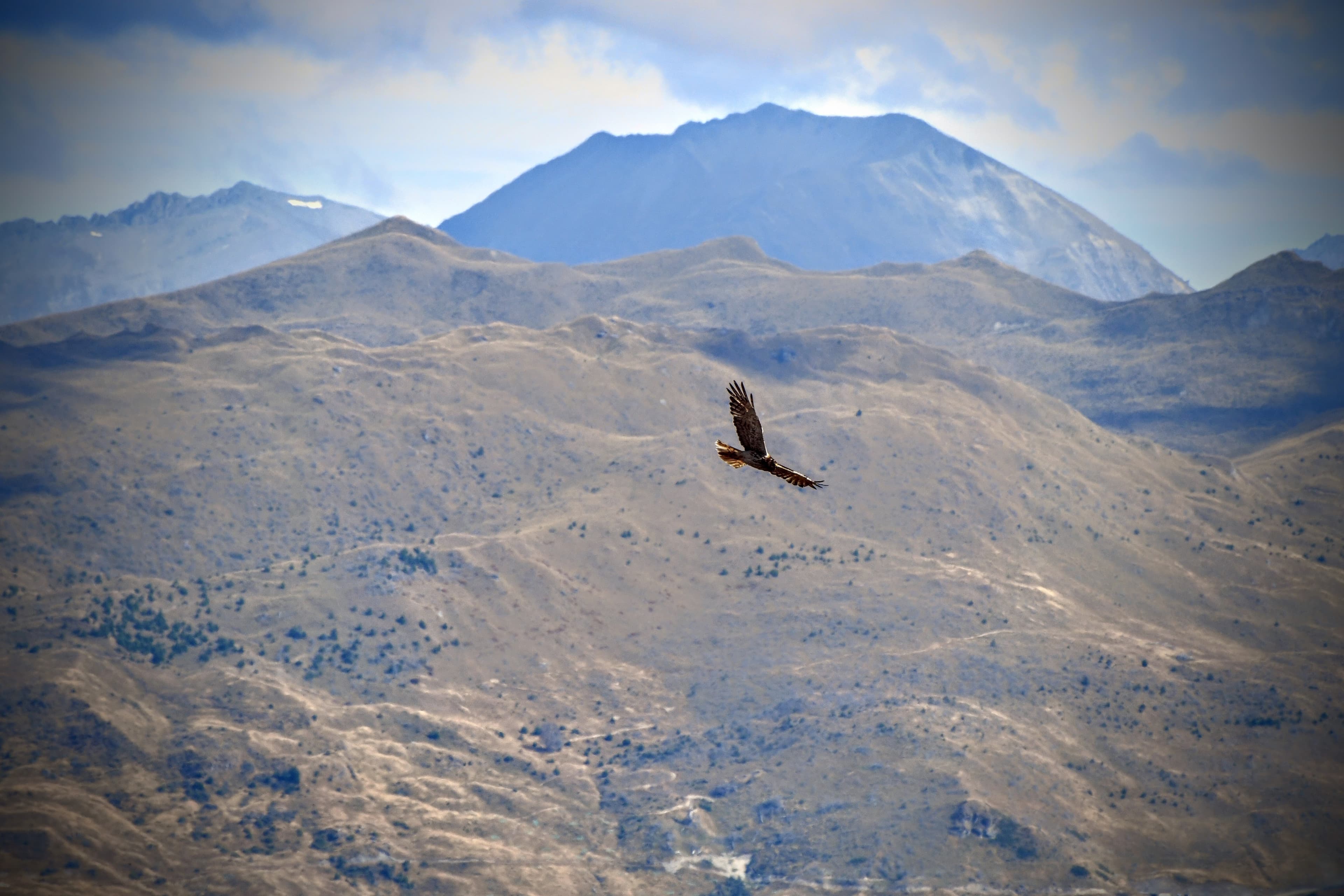 Le Rapace et la Montagne
